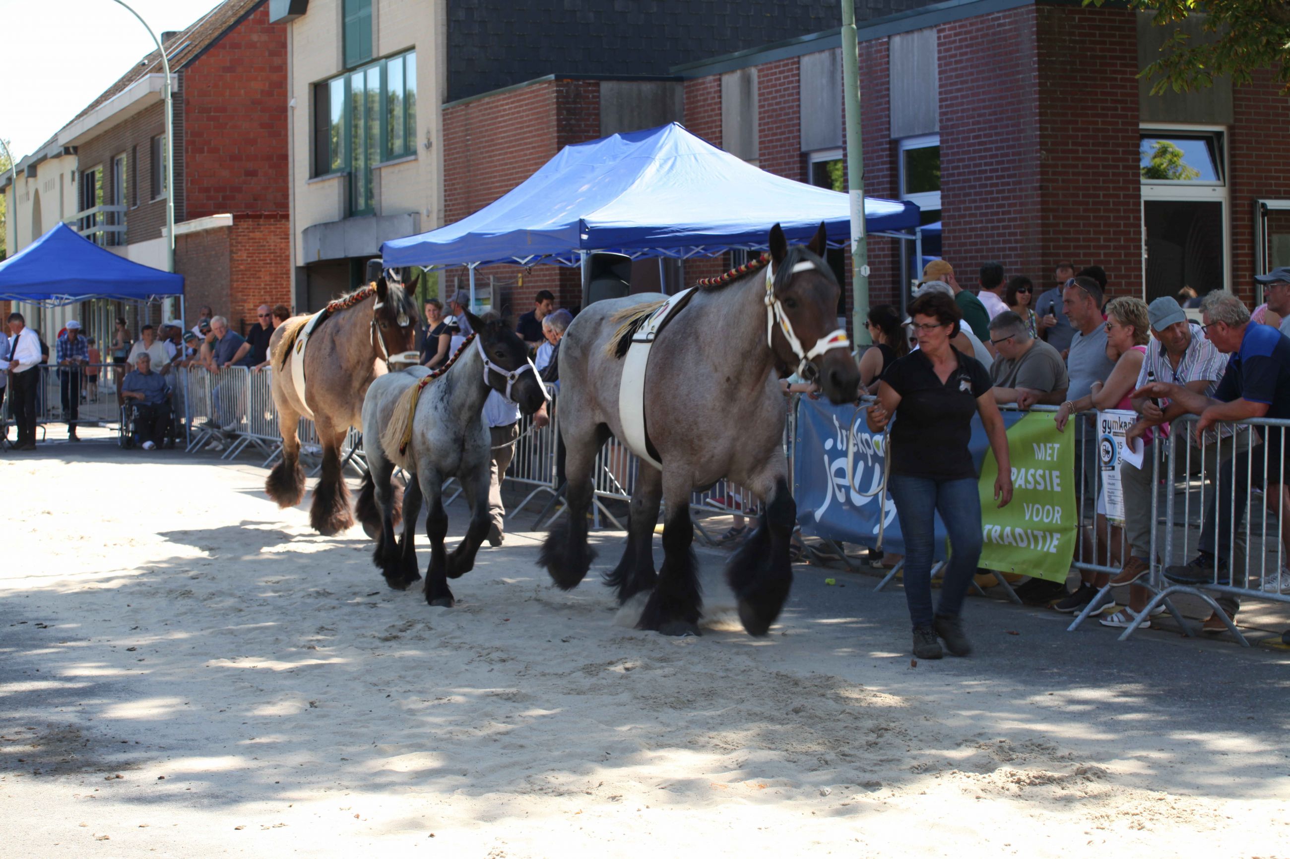100 Belgische trekpaarden op Schriekse kerkplein